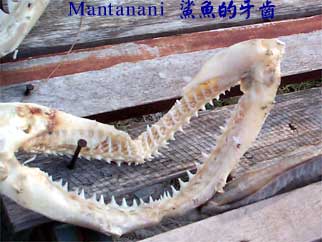 Mantanani 鯊魚的牙齒