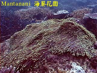 Mantanani 海葵花園