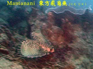 Mantanani 東方飛角魚(ㄈㄤˇ ㄈㄨˊ)