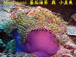 Mantanani 蕃茄海葵 與 小丑魚