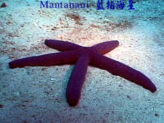 Mantanani 藍指海星