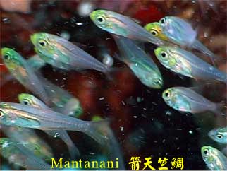 Mantanani 箭天竺鯛