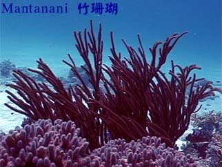 Mantanani 竹珊瑚