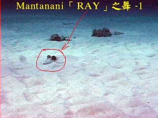 Mantanani「RAY」之舞 - 1