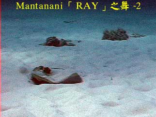 Mantanani「RAY」之舞 - 2