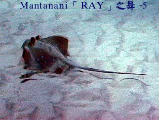 Mantanani「RAY」之舞 - 5