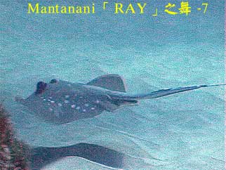 Mantanani「RAY」之舞 - 7