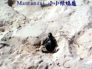 Mantanani 小小綠蠵龜