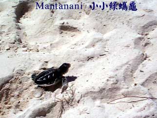 Mantanani 小小綠蠵龜