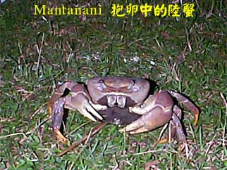 Mantanani 抱卵中的陸蟹