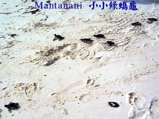 Mantanani 小小綠蠵龜