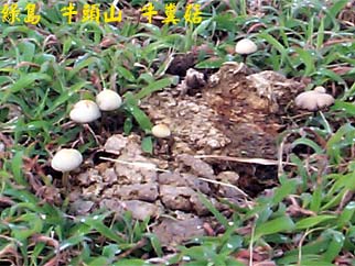 綠島 牛頭山 牛糞菇